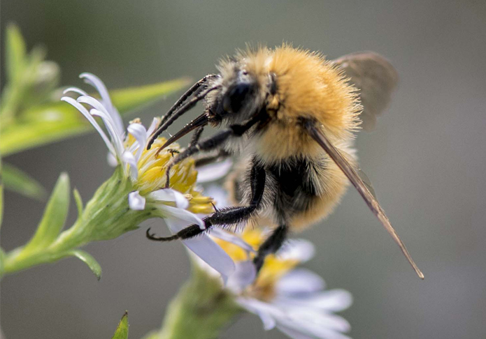 Apis mellifera e Bombus pascuorum